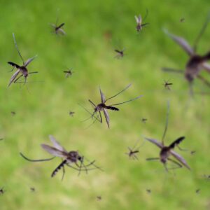 Mosquito control after a rainy season