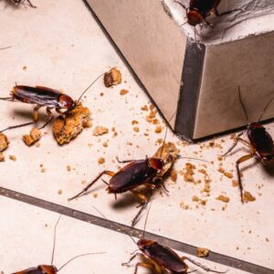 Cockroach control in a highly infested kitchen