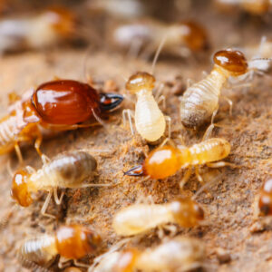 Ants