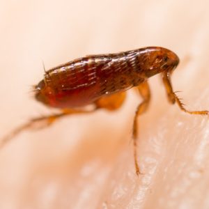 Fleas