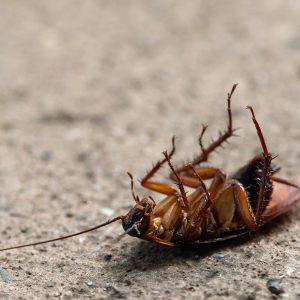 Cockroaches