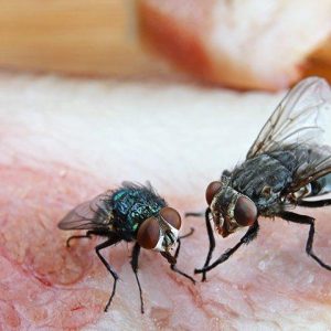 Flies