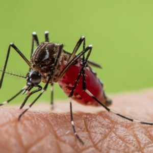 Mosquitos